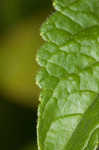 Hairy skullcap